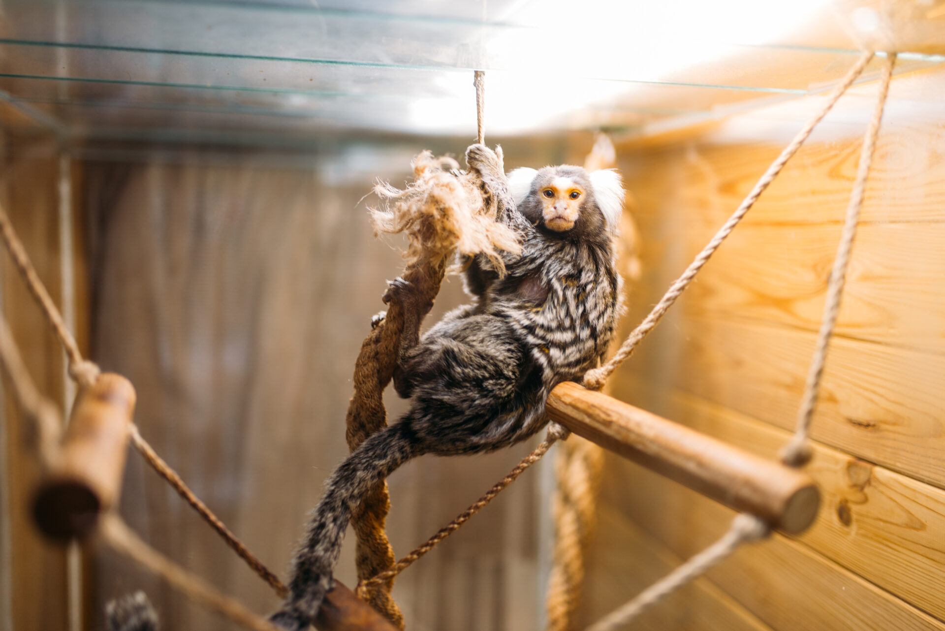 exotic domestic animal pet shop 2021 08 26 16 26 08 utc