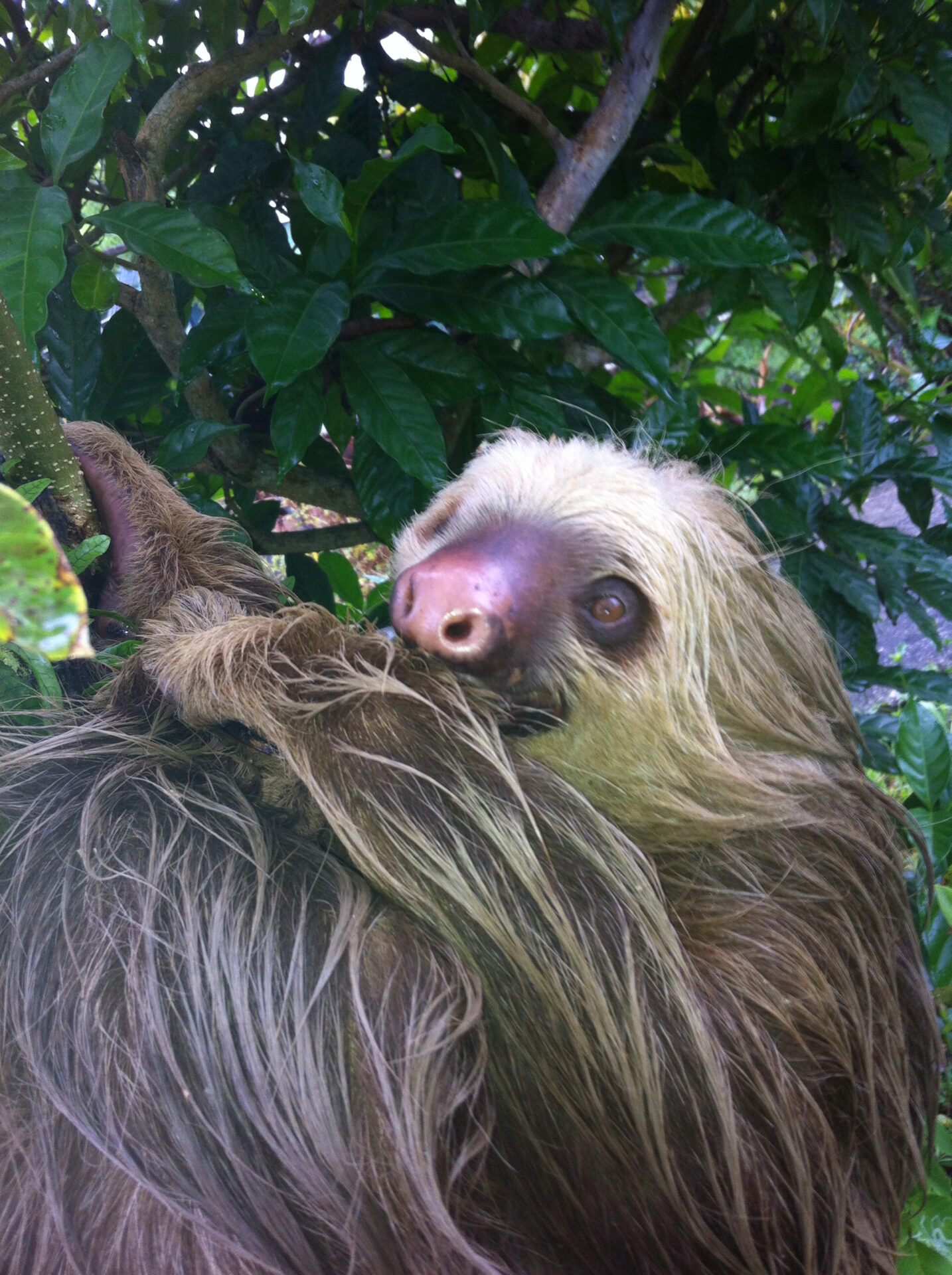 oso perezoso t20 mGpgJ3