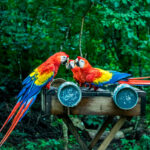 scarlet macaws eating copan honduras 2022 03 09 19 19 12 utc