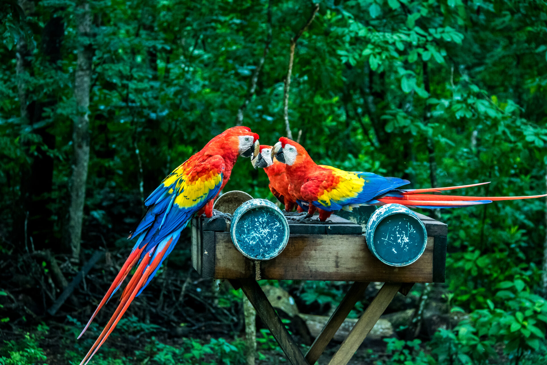 scarlet macaws eating copan honduras 2022 03 09 19 19 12 utc