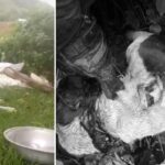 Asesinan a un perro en una finca de Pacho