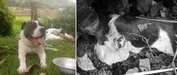 Asesinan a un perro en una finca de Pacho