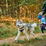 Canicross la carrera de perros que prepara el municipio de Sopo