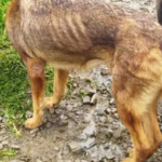 Fueron rescatados mas de 100 perros que estaban en un albergue en Carmen de Carupa