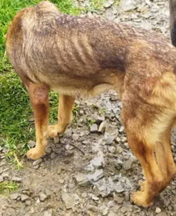 Fueron rescatados mas de 100 perros que estaban en un albergue en Carmen de Carupa