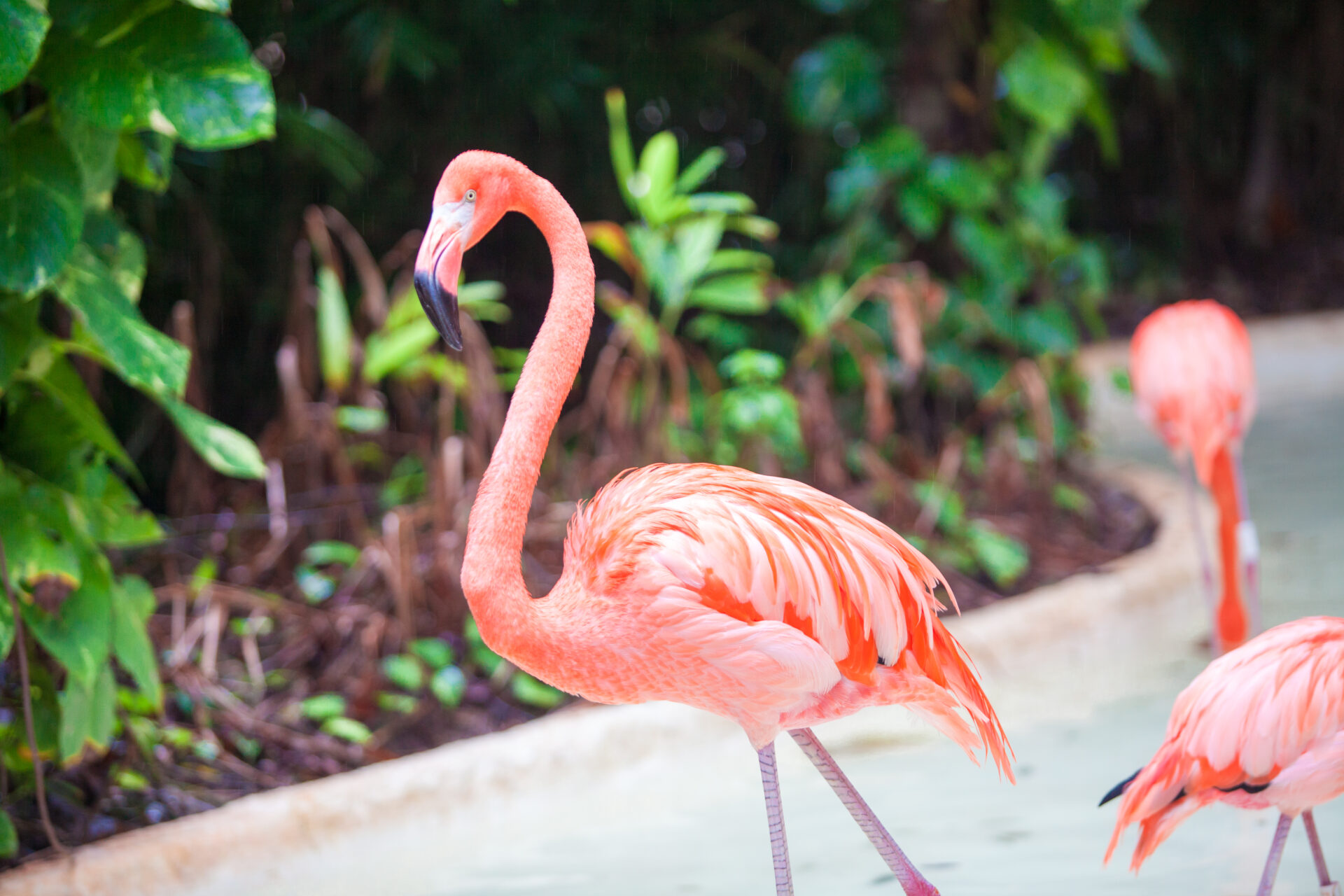 Los flamencos que fueron rescatados en Cundinamarca ya fueron liberados en La Guajira