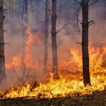 Tenemos que adaptar nuestros bosques frente a los incendios forestales