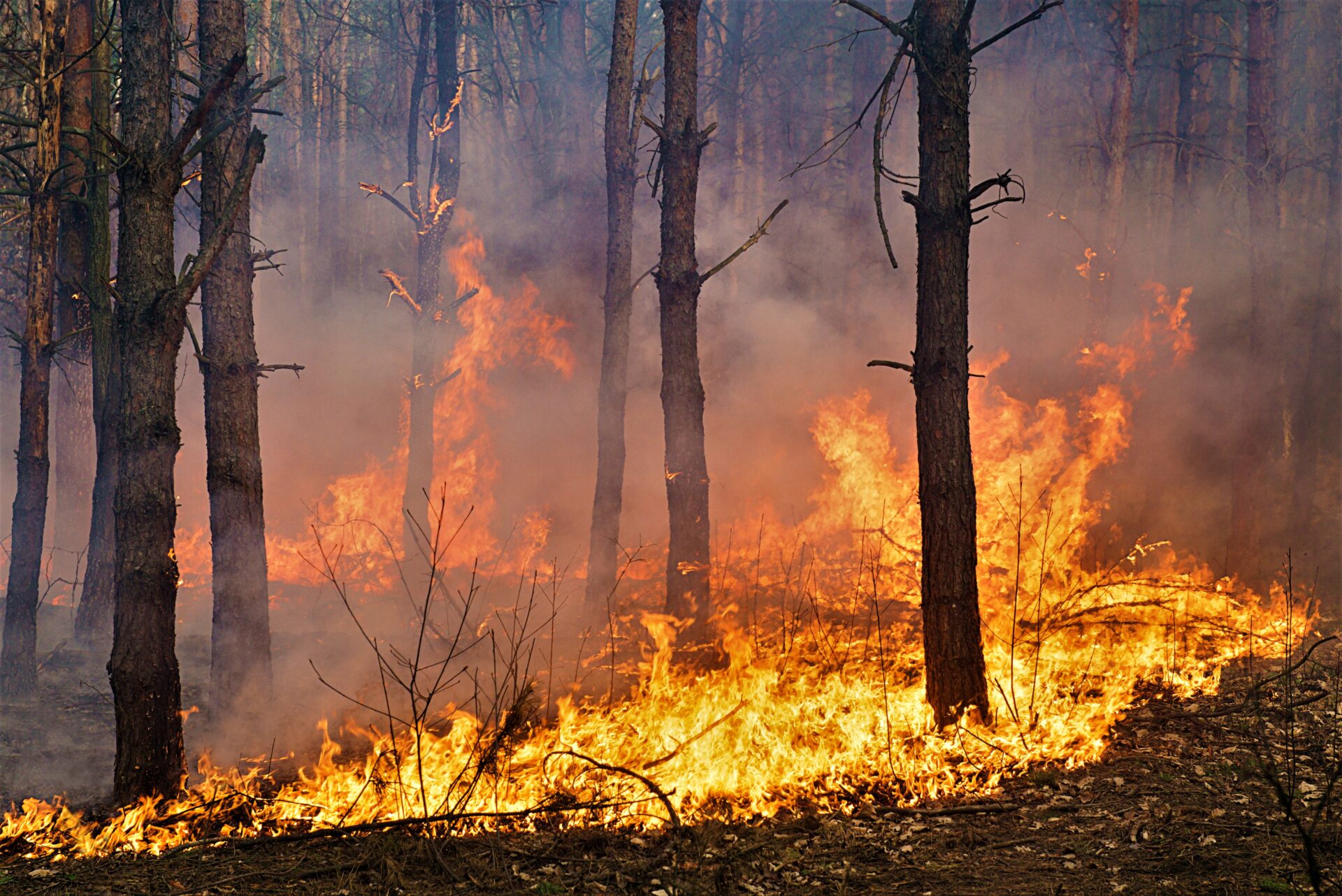 Tenemos que adaptar nuestros bosques frente a los incendios forestales