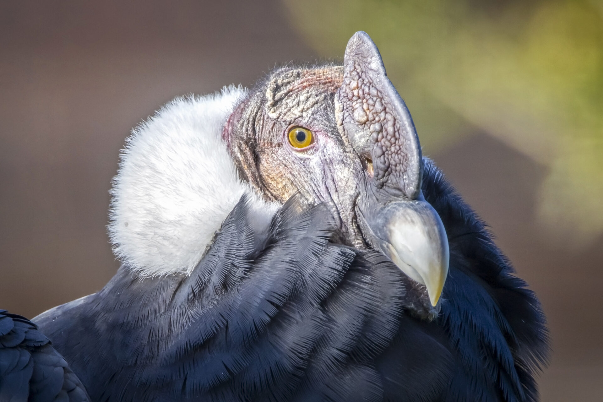 andean condor vultur gryphus close up image 2021 11 03 05 19 39 utc
