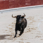 fighting bull running in the arena bullring toro 2022 01 11 17 39 40 utc