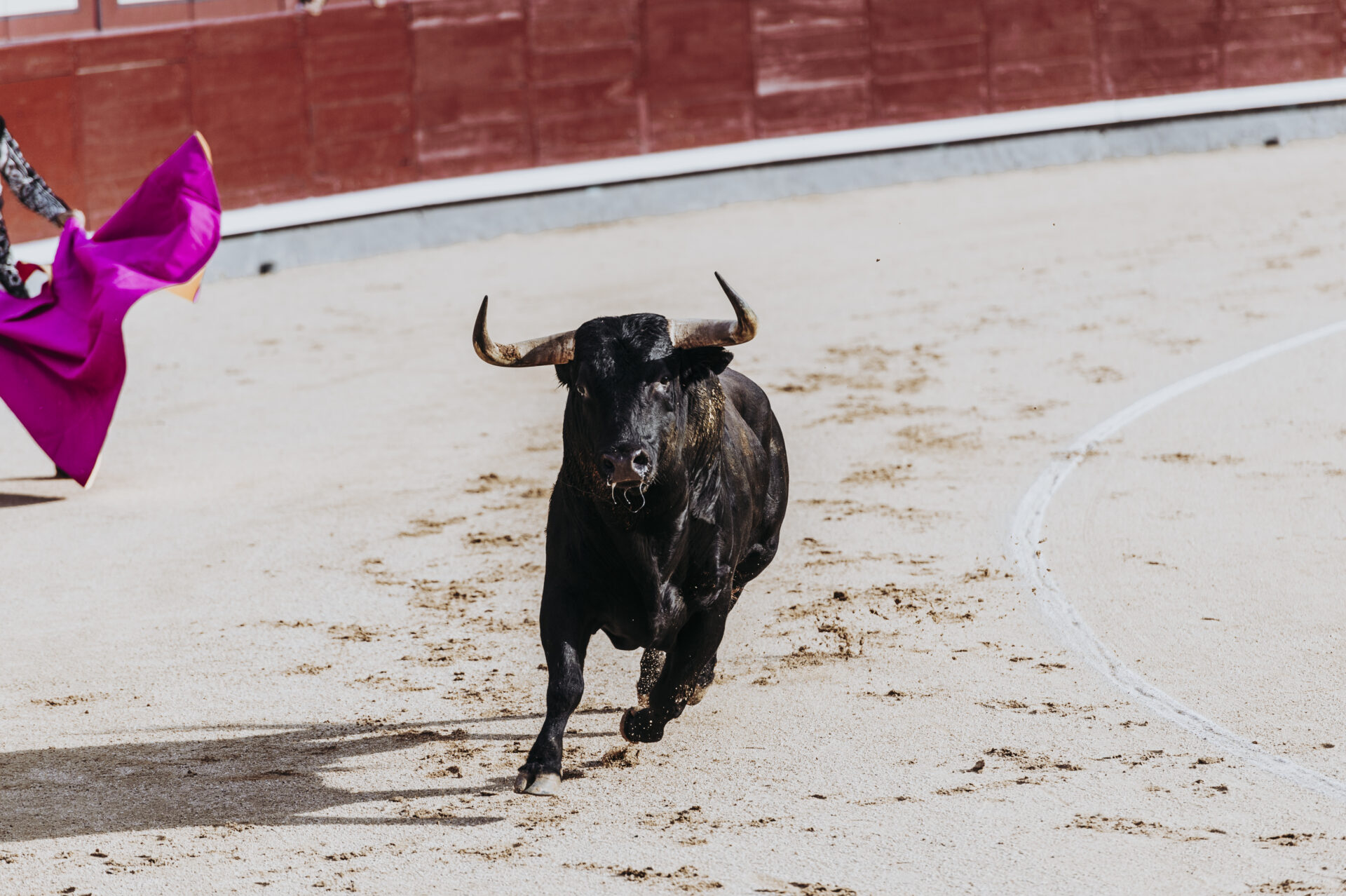 fighting bull running in the arena bullring toro 2022 01 11 17 39 40 utc