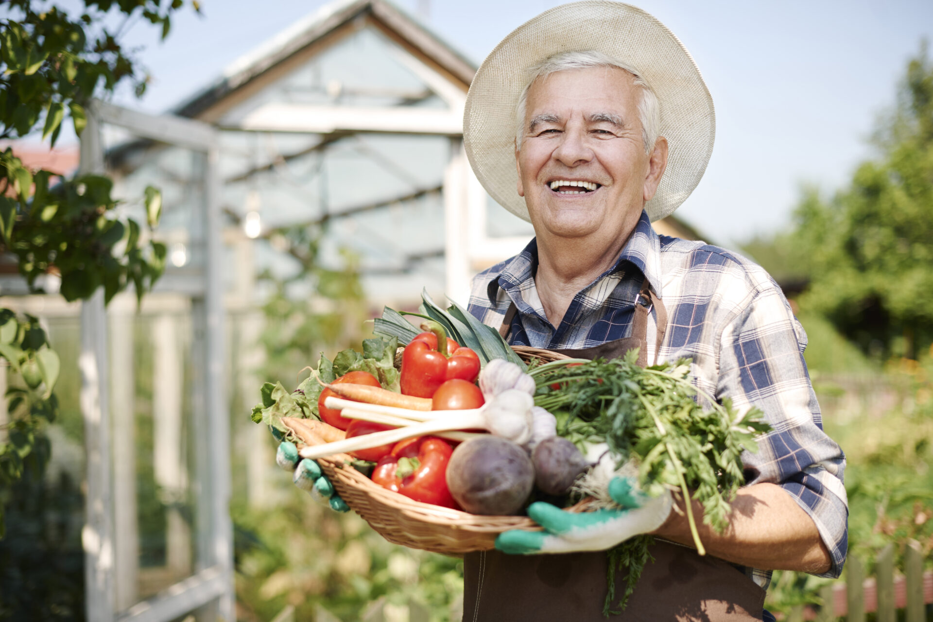 senior man working in the field with chest of vegetables 1