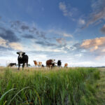 11 vacas murieron en Funza en inusuales circunstancias
