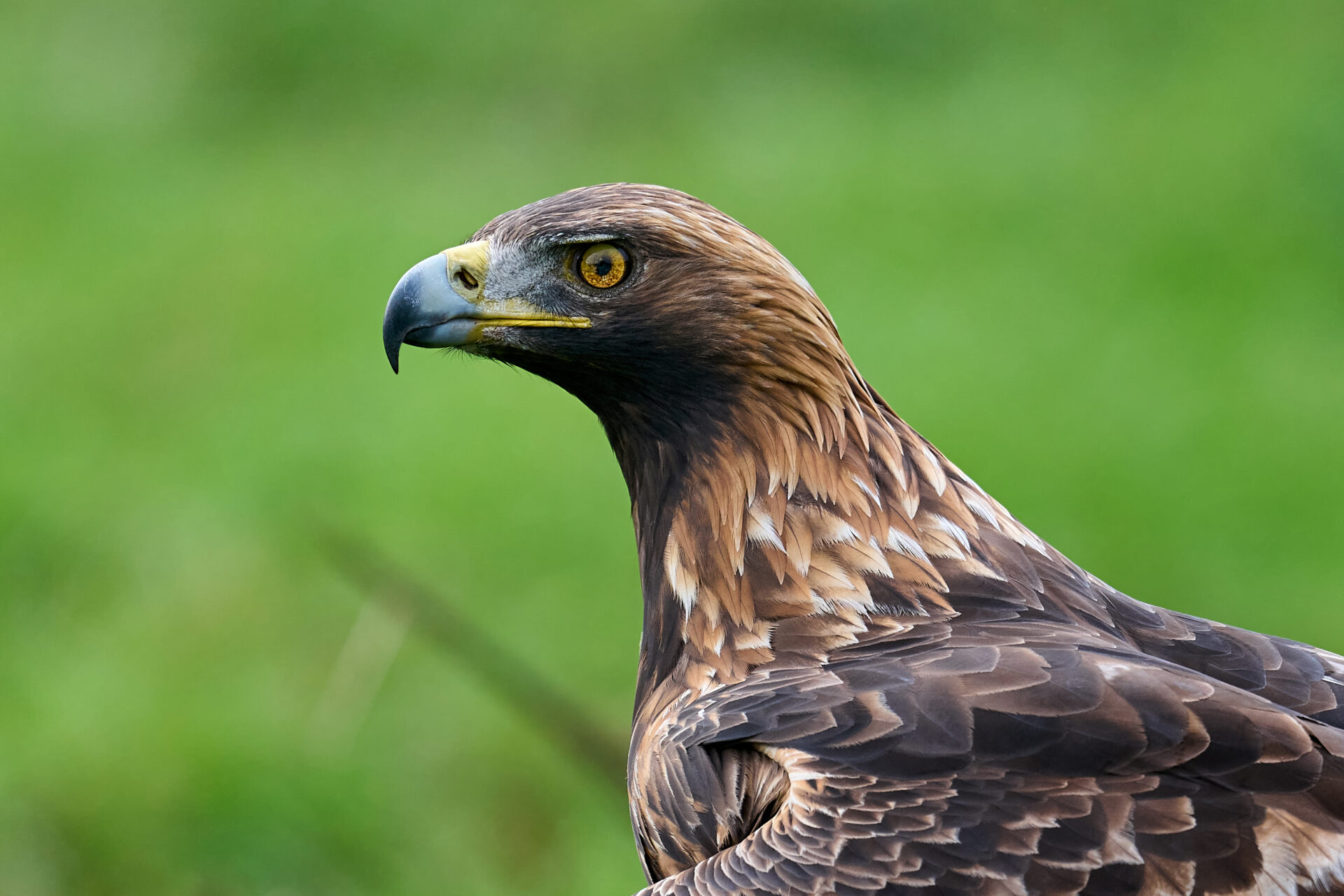 Aguila que recibio 11 perdigones se encuentra en libertad despues de su recuperacion
