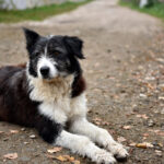 abandoned homeless stray dog on the street 2022 04 12 06 48 59 utc