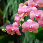 beautiful orchids 2022 06 05 08 20 16 utc