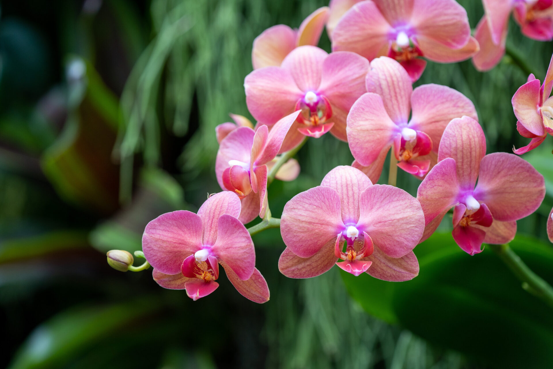 beautiful orchids 2022 06 05 08 20 16 utc