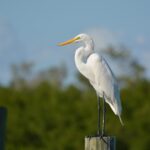 bird 1835581