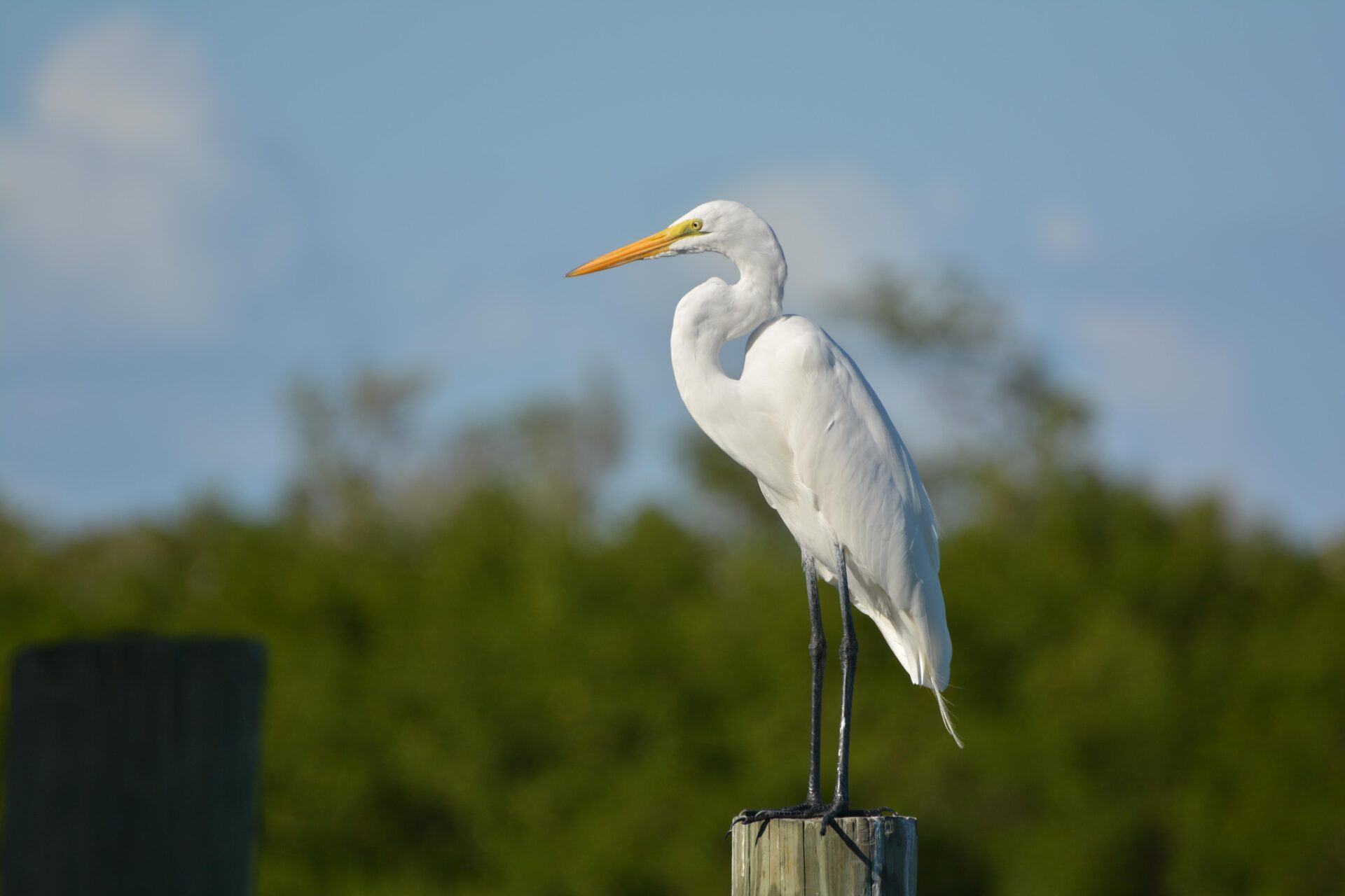 bird 1835581