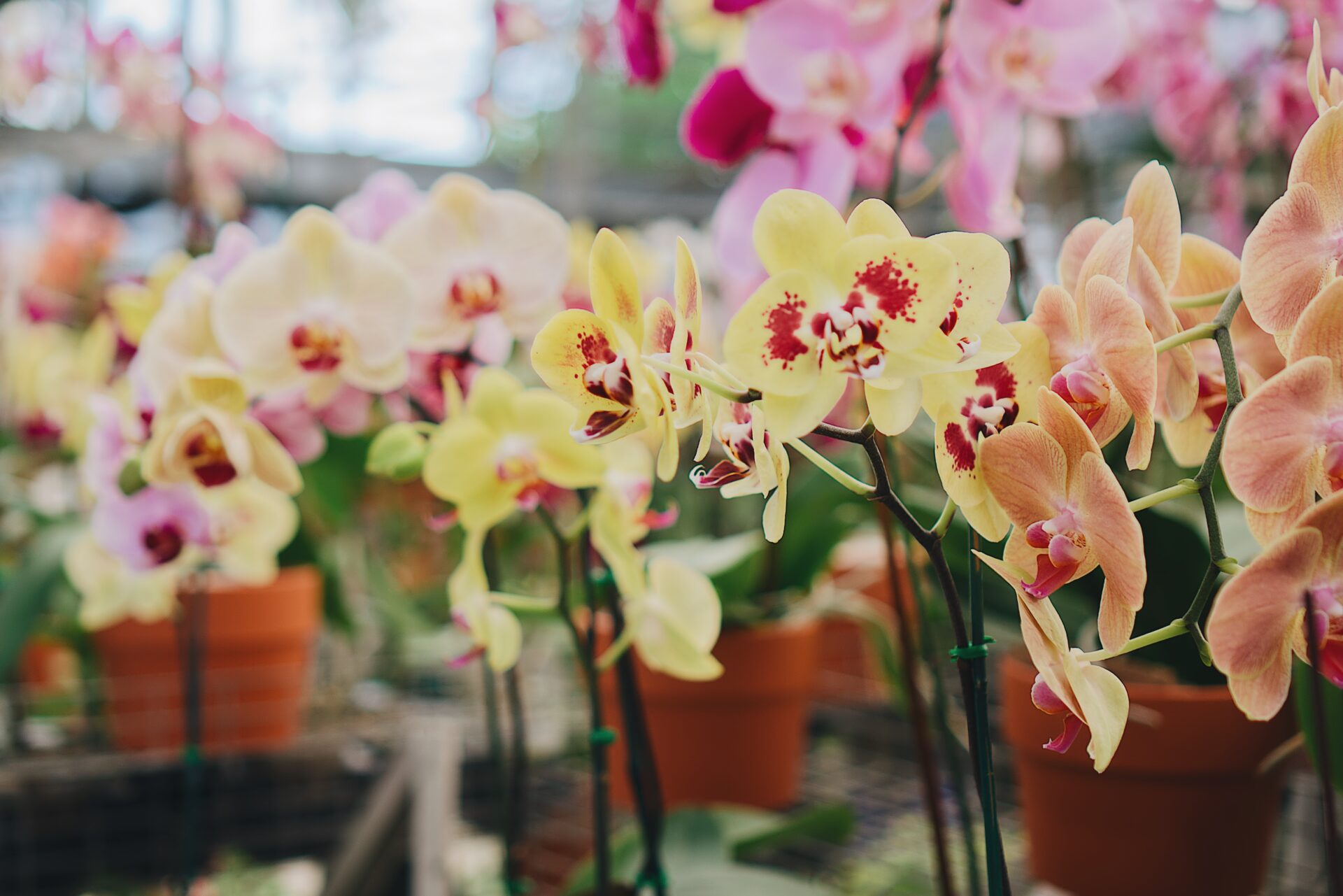 colorful orchid blooms 2021 08 30 04 44 32 utc