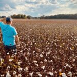 cotton farmer checking his cotton crop in the fiel 2022 08 01 03 12 33 utc