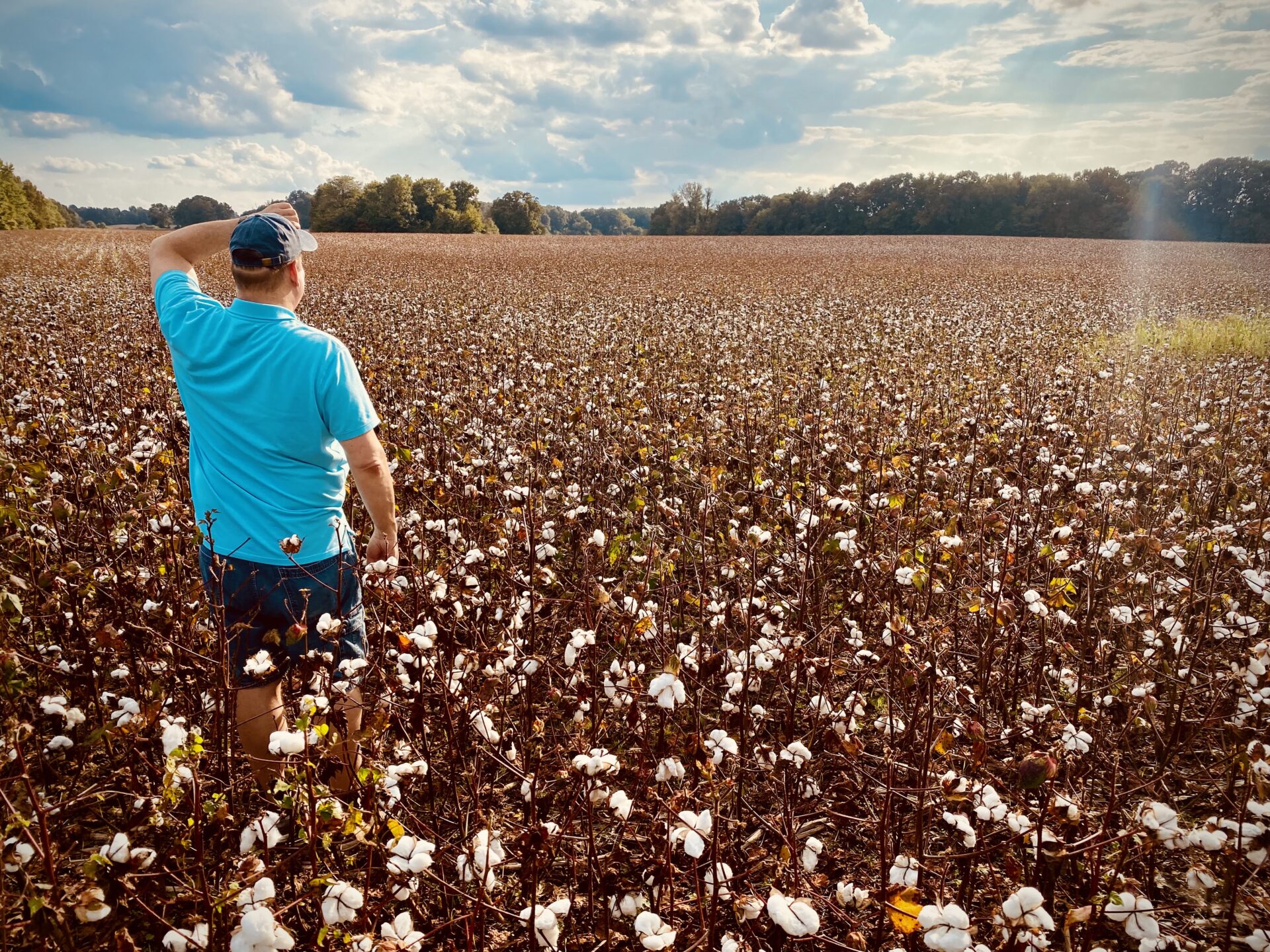 cotton farmer checking his cotton crop in the fiel 2022 08 01 03 12 33 utc