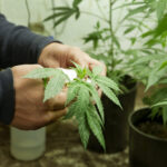 cropped image of farmer planting cannabis plant at 2022 05 25 22 23 05 utc
