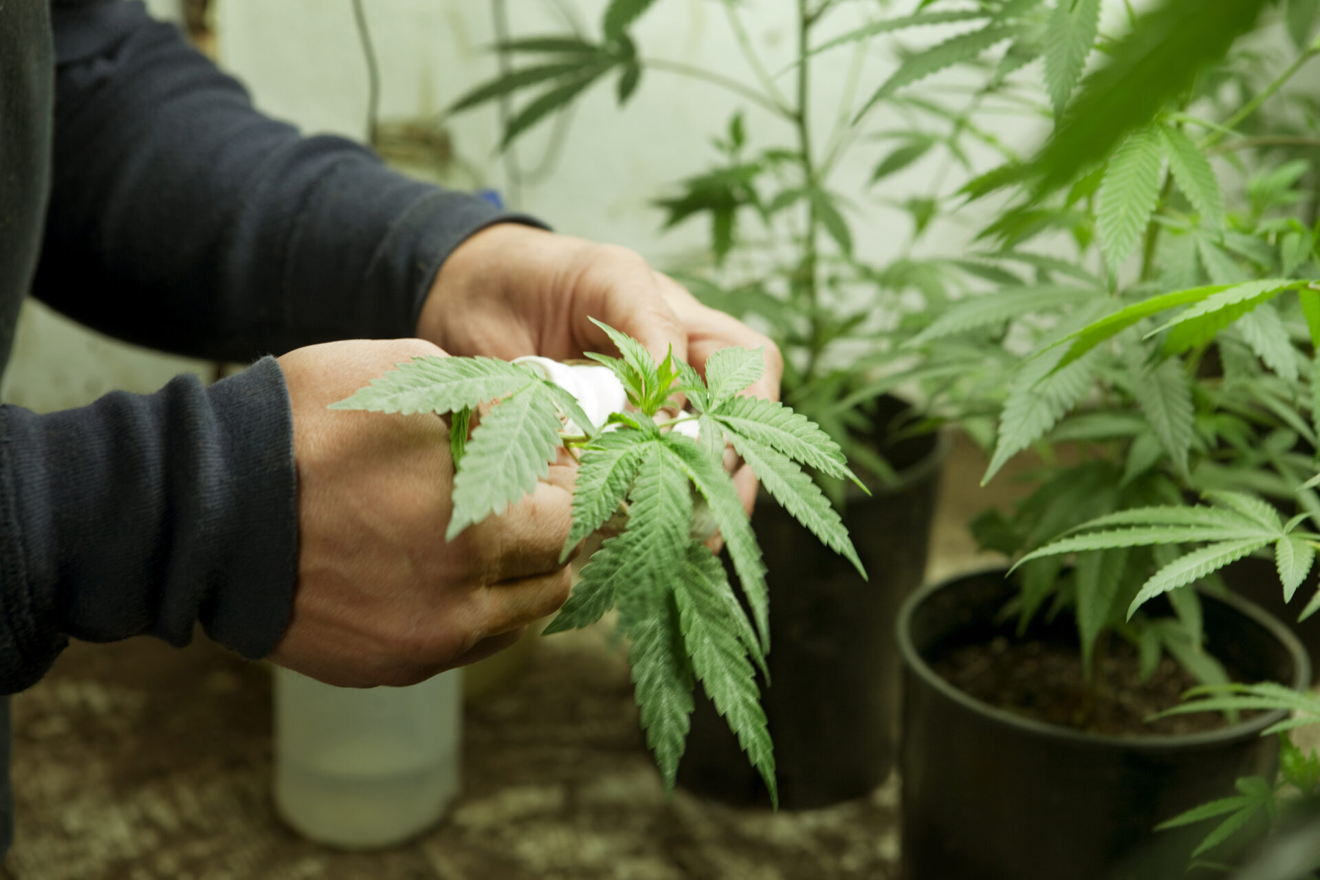 cropped image of farmer planting cannabis plant at 2022 05 25 22 23 05 utc