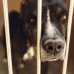cute pitbul dog in shelter cage with sad crying ey 2021 08 29 12 58 27 utc