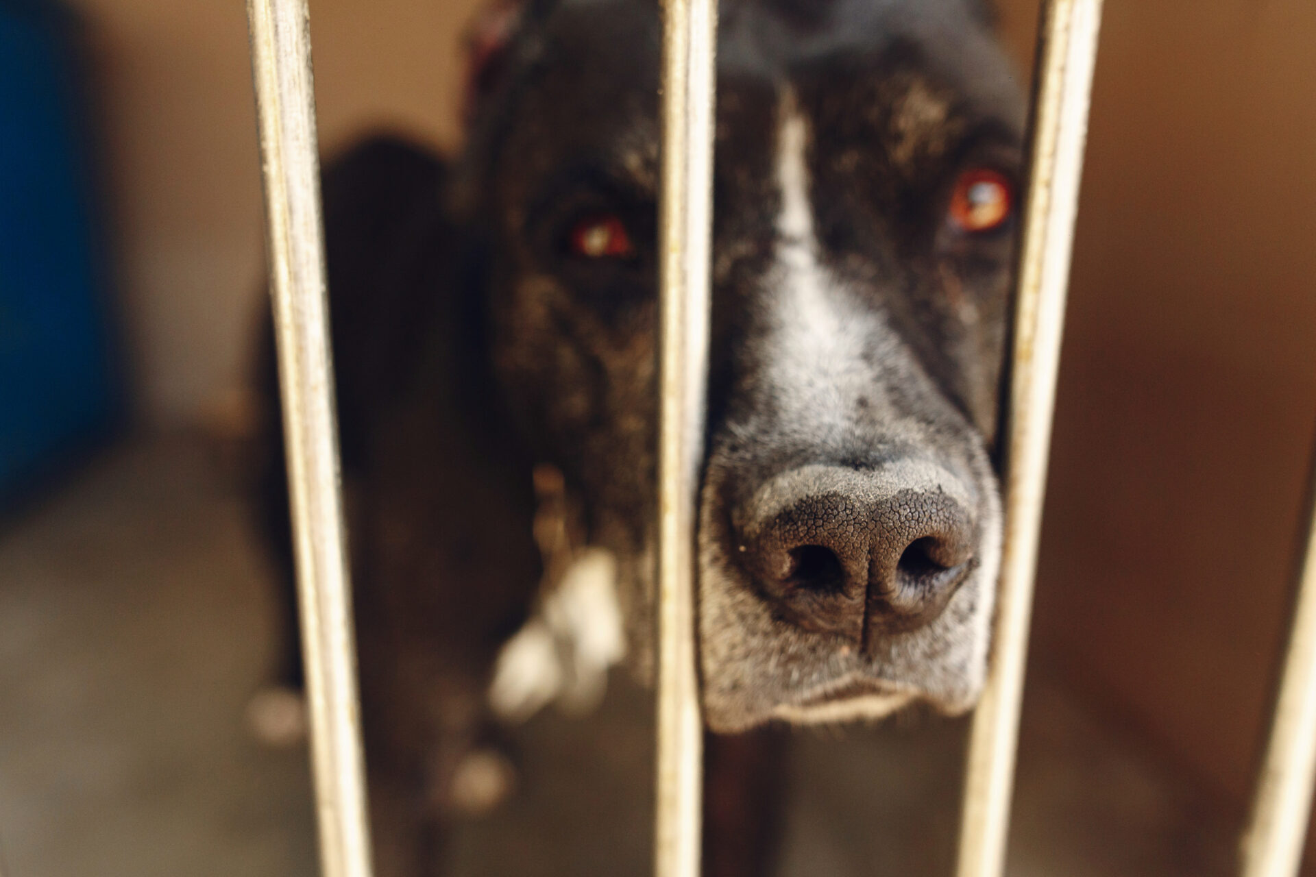cute pitbul dog in shelter cage with sad crying ey 2021 08 29 12 58 27 utc