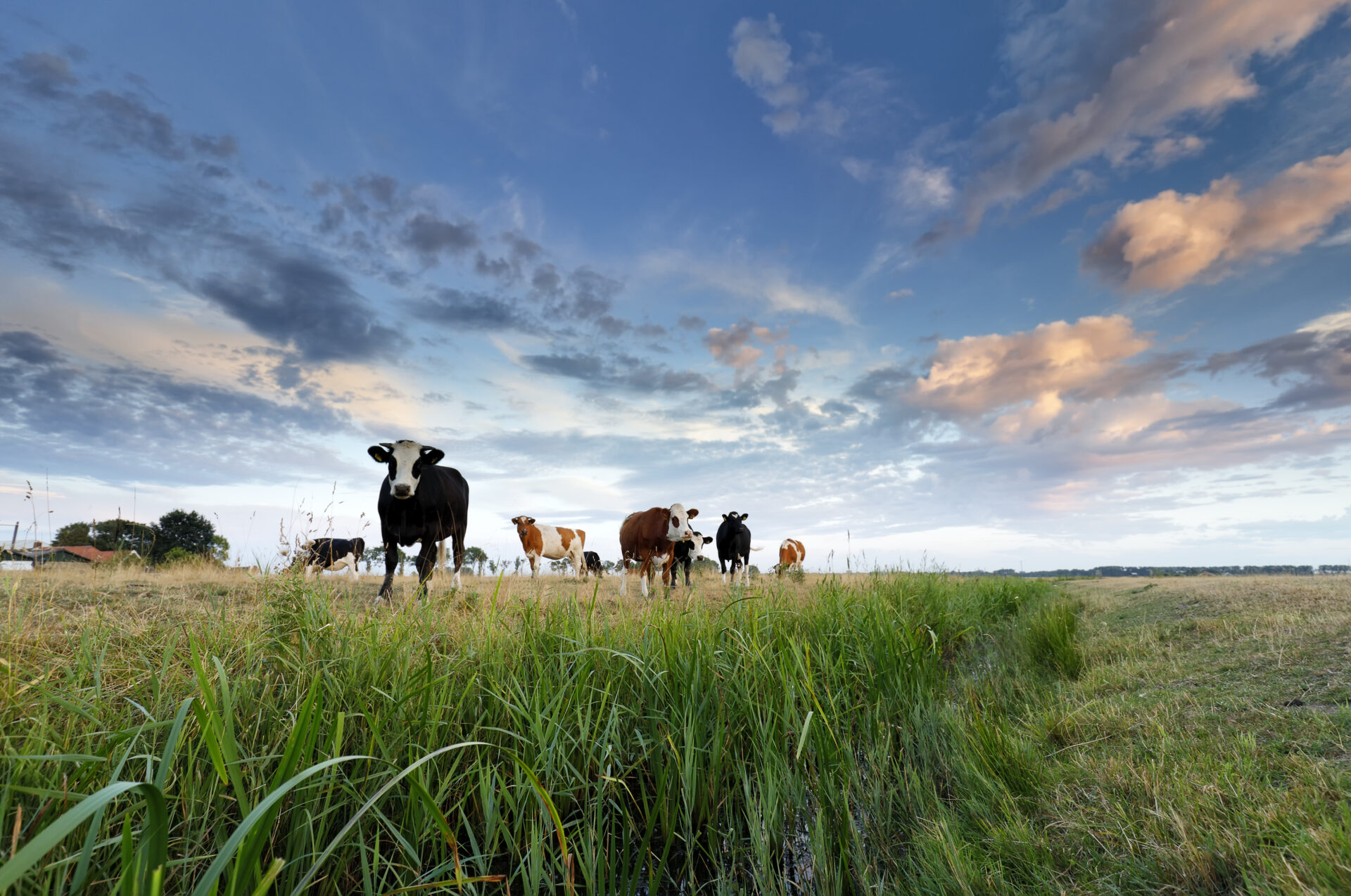 few cows on pasture at sunset 2022 02 02 03 47 40 utc