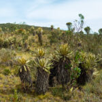 frailejon espeletia grandiflora in paramo hiking