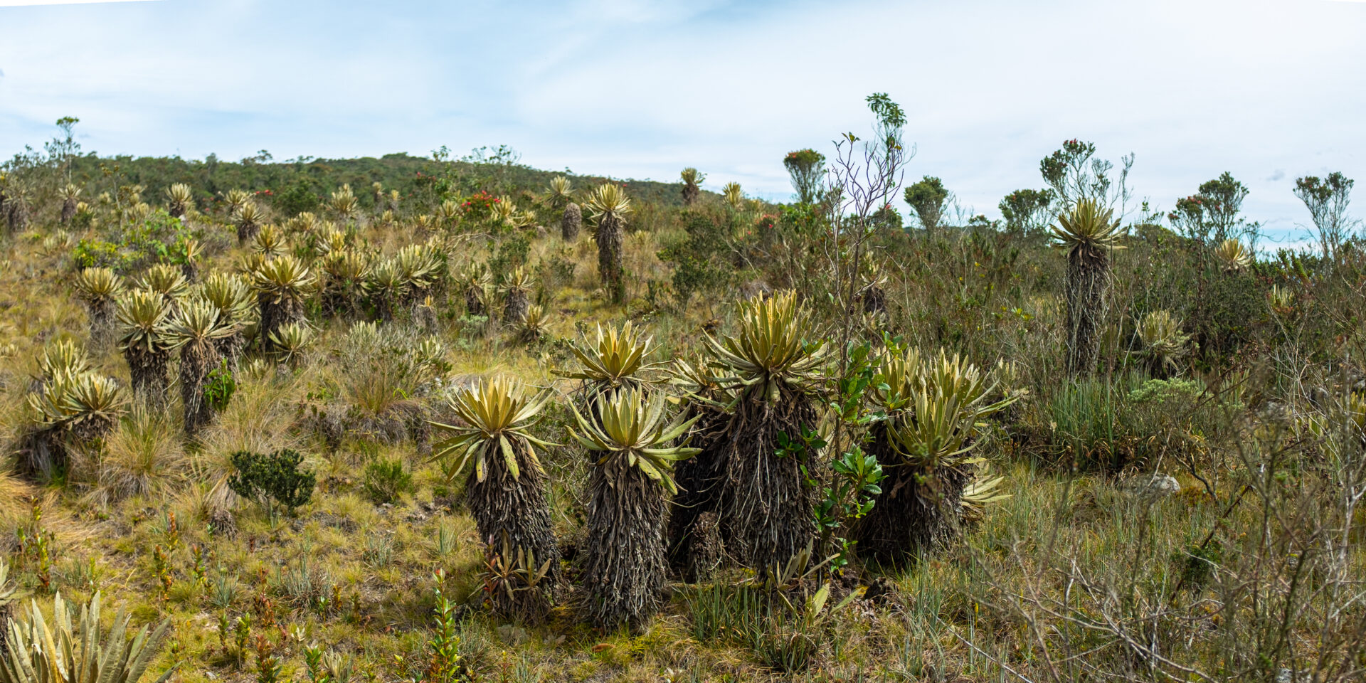 frailejon espeletia grandiflora in paramo hiking