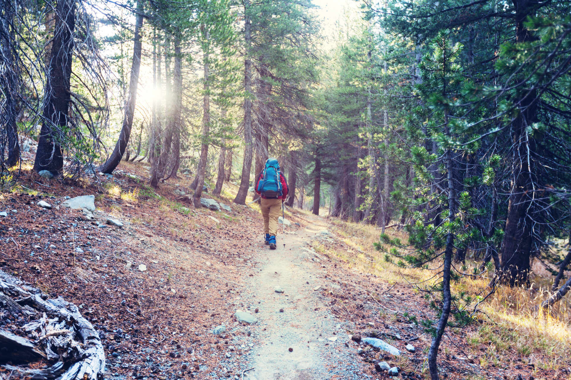 hike in the forest 2022 03 30 20 23 43 utc