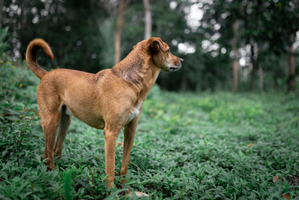 lost young dog is waiting alone in the middle of t 2022 04 01 06 40 50 utc