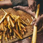 production of the cinnamon sticks 2021 08 26 22 38 59 utc
