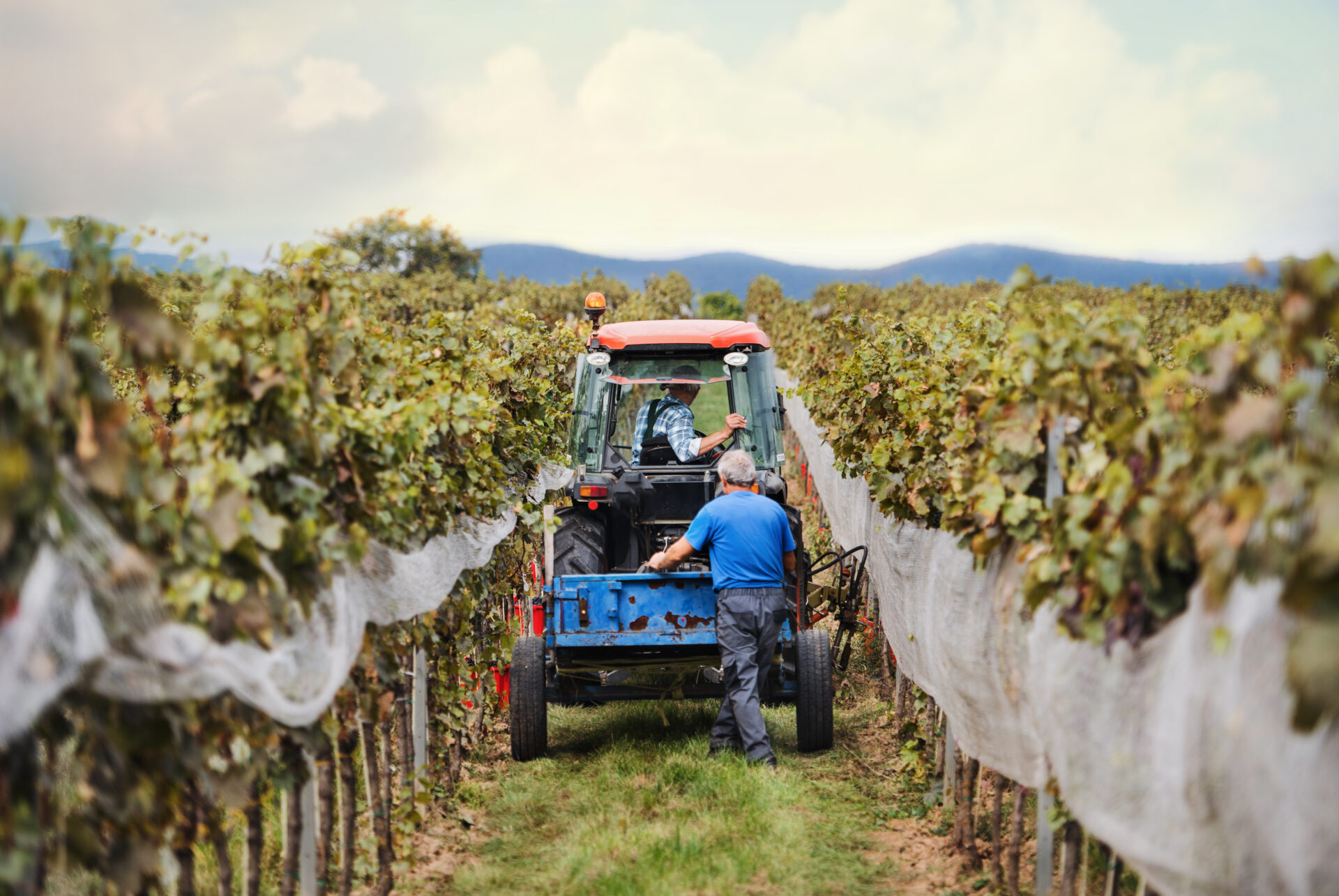 rear view of tractor with farmers in vineyard gra 2022 02 02 03 59 33 utc