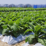 rows of tobacco plants 2022 03 04 02 22 27 utc