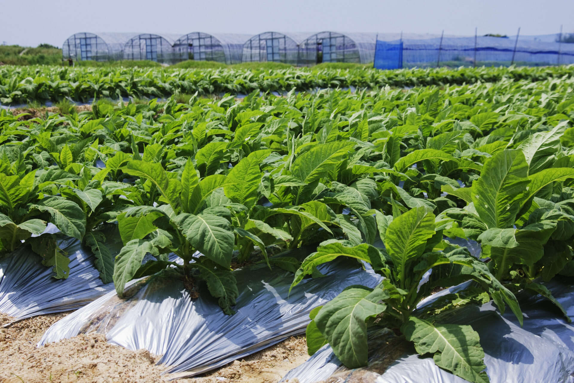 rows of tobacco plants 2022 03 04 02 22 27 utc