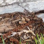 termite damage 2021 10 15 20 38 53 utc