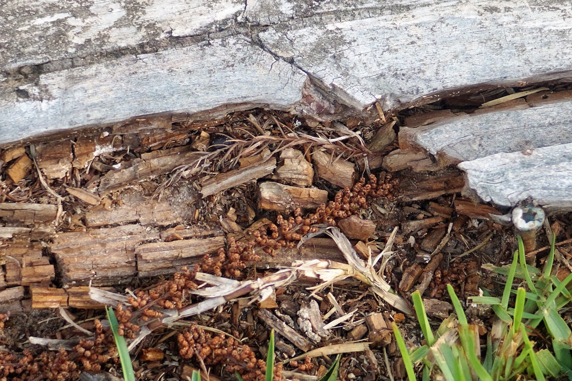 termite damage 2021 10 15 20 38 53 utc