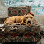 the sorry dog is sitting on the armchair