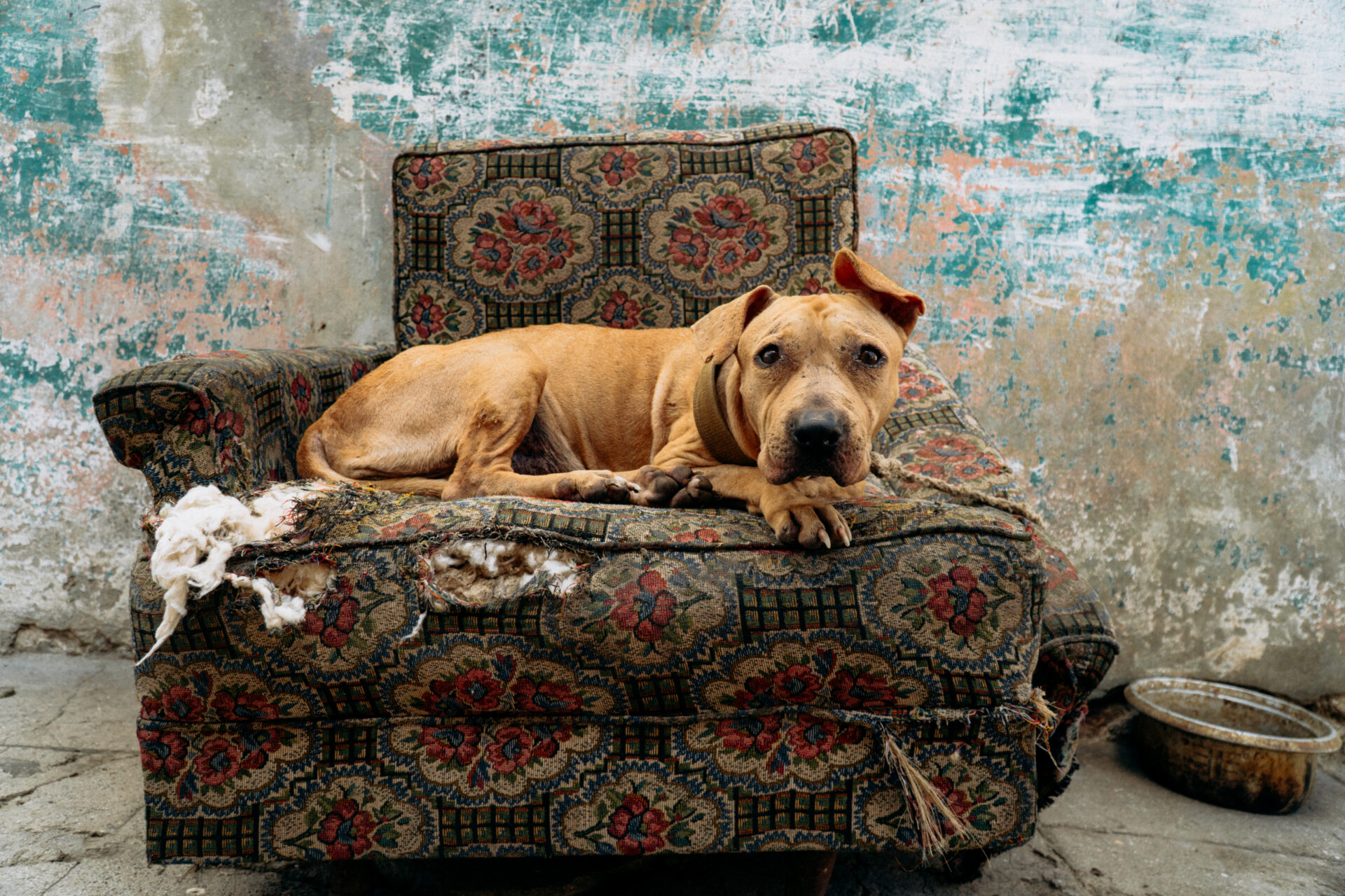 the sorry dog is sitting on the armchair