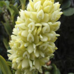 Conozca la nueva especie de orquidea con la que cuenta Colombia