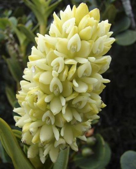 Conozca la nueva especie de orquidea con la que cuenta Colombia