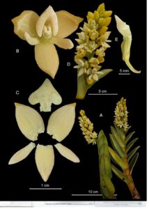 Conozca la nueva especie de orquidea con la que cuenta Colombia1