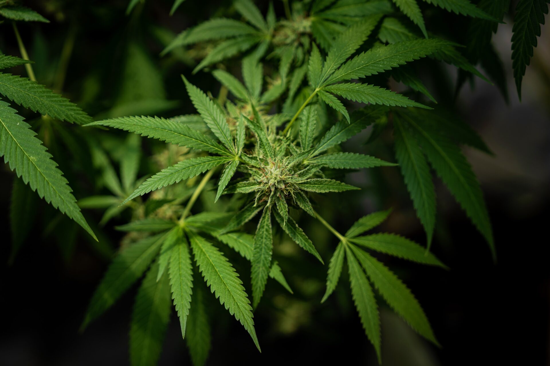Regularizacion del Cannabis de uso adulto fue aprobado en segundo debate en Plenaria de la Camara