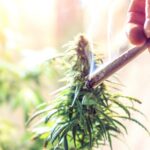 Regularizacion del Cannabis de uso adulto fue aprobado en segundo debate en Plenaria de la Camara01