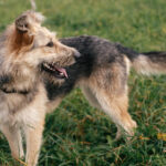 adorable dog with sweet emotions and funny smile w 2021 08 29 01 49 18 utc