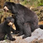 andean or spectacled bears tremarctos ornatus